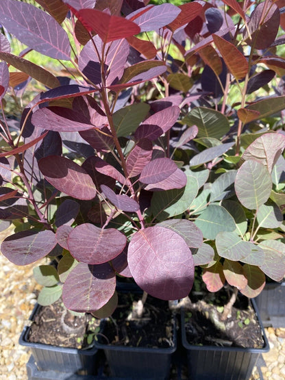 SINGLE COTINUS SMOKE BUSH ROYAL PURPLE PLANT 9CM POT SHRUB PURPLE FOLIAGE PINK FLOWERS