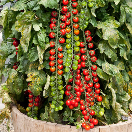 Cherry Tomato 'Rapunzel'. Plug Plant x 5. Grow your own tomatoes, super sweet
