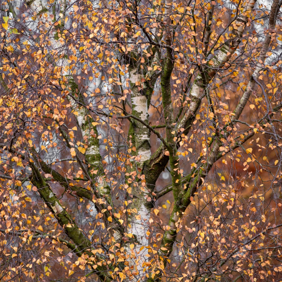 10x SILVER BIRCH TREES - Betula pendula  - PLANT ANYTIME - ORGANIC INPUTS 15-60cm Tall