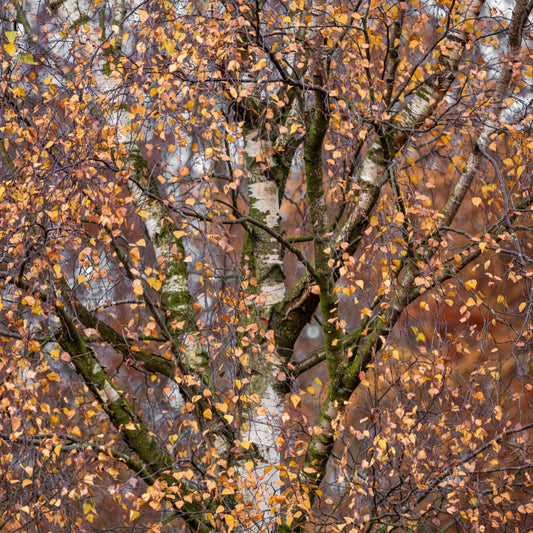10x SILVER BIRCH TREES - Betula pendula  - PLANT ANYTIME - ORGANIC INPUTS 15-60cm Tall