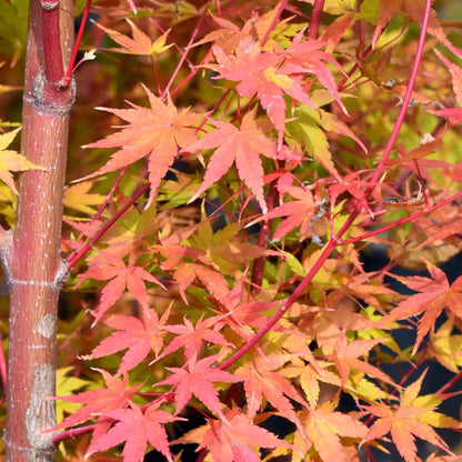 Acer palmatum 'Sango-Kaku' | Japanese Maple Deciduous Garden Plant Tree In Pot