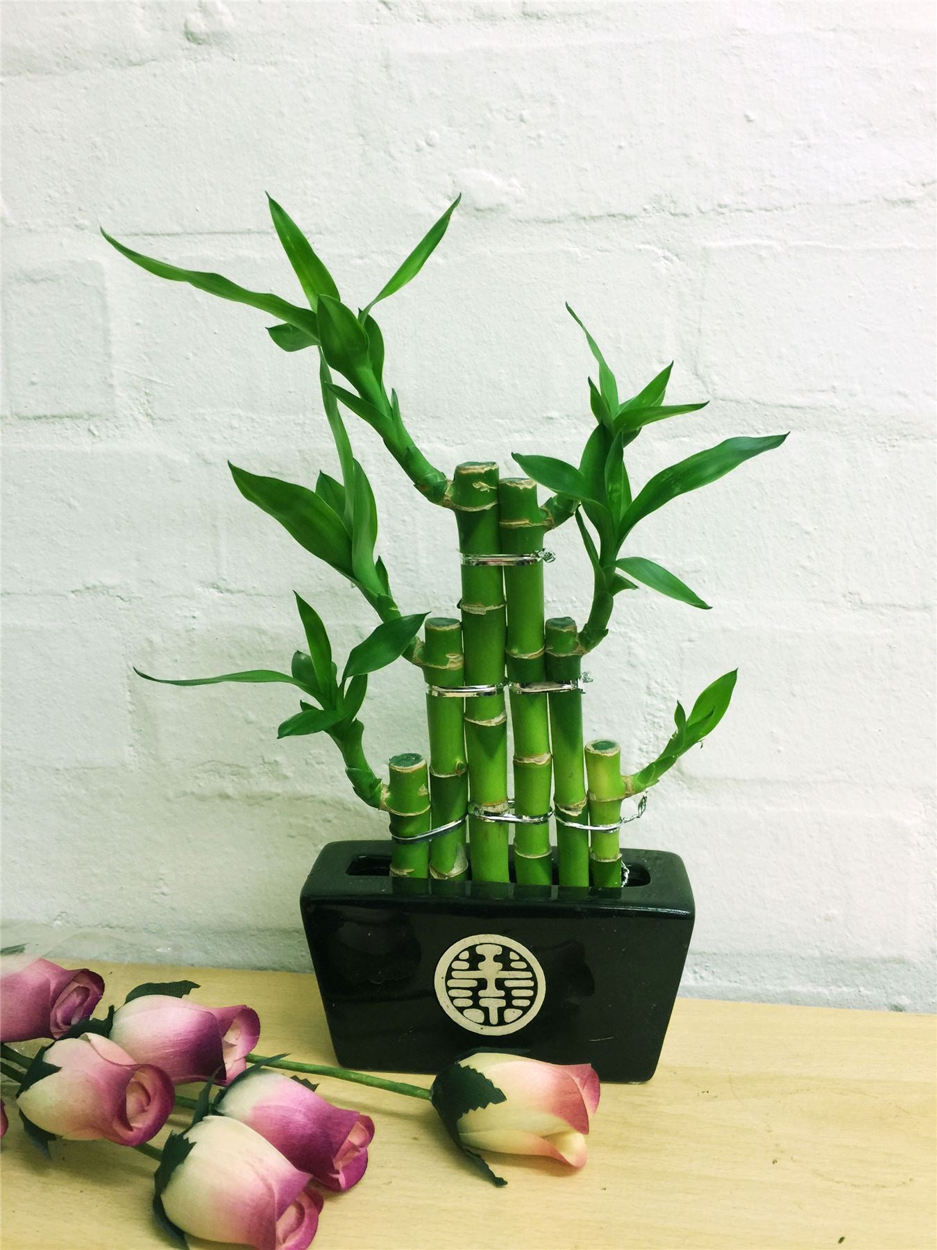 1 LUCKY BAMBOO RIBBON PLANT EVERGREEN INDOOR BONSAI IN CERAMIC POT FOR FENG SHUI