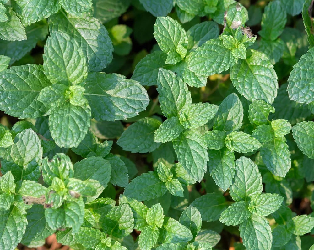 HERB PEPPERMINT SEEDS - 1500 seeds - Mentha piperita - Mosquito repellent plant