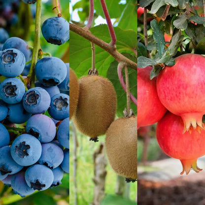 Blueberry, Pomegranate & Kiwi Fruit Plant Mix - 3 Fruit Plants in 9cm Pots