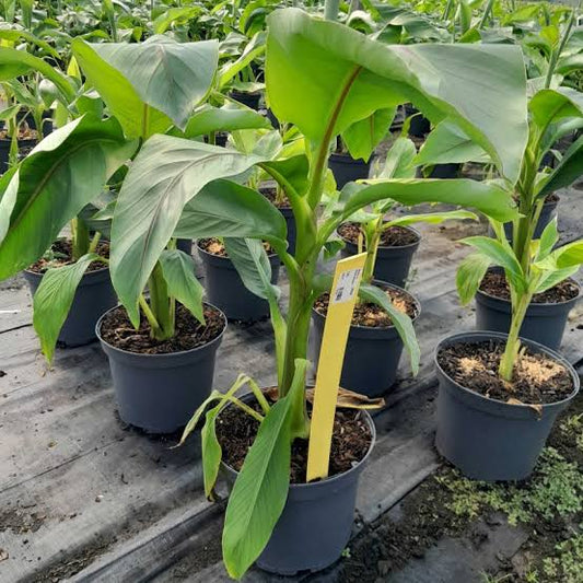 Musa Basjoo Fully Hardy Banana Fruit Tree 60-90cm Tall in a 5 Litre Pot