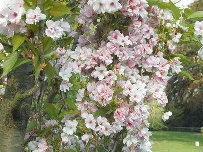 Japanese Amanogawa Pink Flowering Cherry 4ft, 3L Pot, Upright Prunus Serrulata