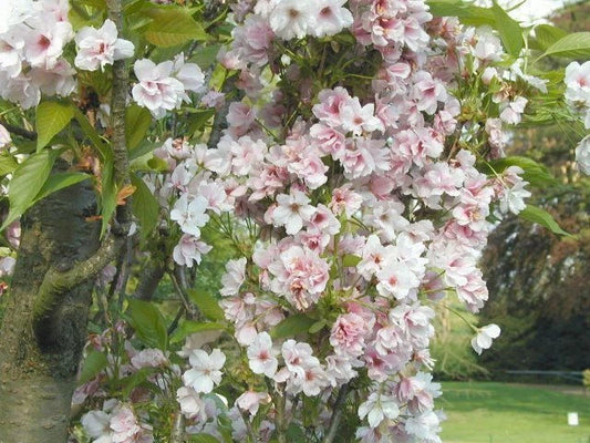 Japanese Amanogawa Pink Flowering Cherry 4ft, 3L Pot, Upright Prunus Serrulata