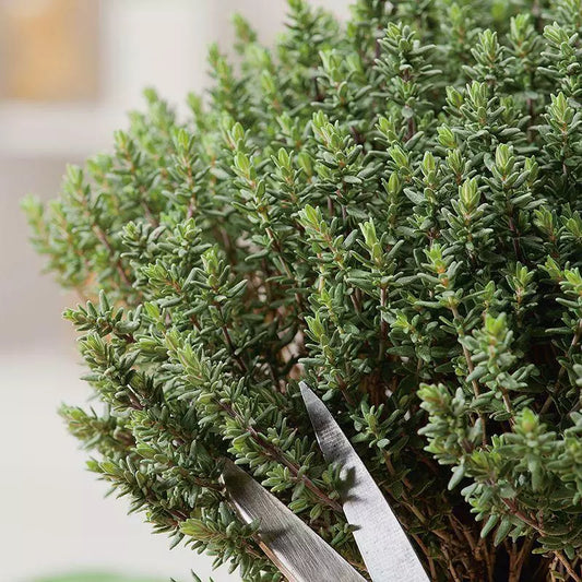 Thyme Seeds Grow Your Own Herbs