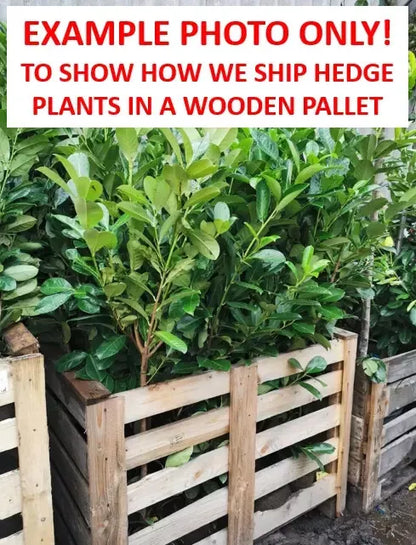 50 x Cherry Laurel Hedging Plants (100-125cm 3-4ft ft Tall) ,Prunus Rotundifolia