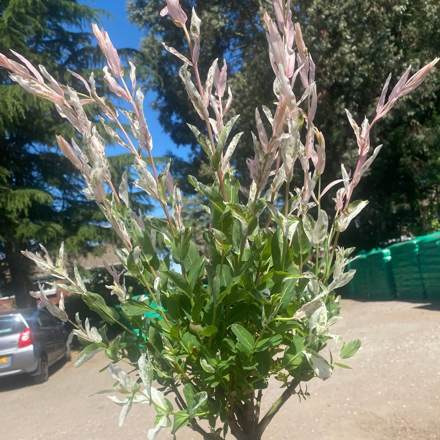 Salix Flamingo Tree | Salix intergra 'Hakuro - Nishiki' | 5L Pot