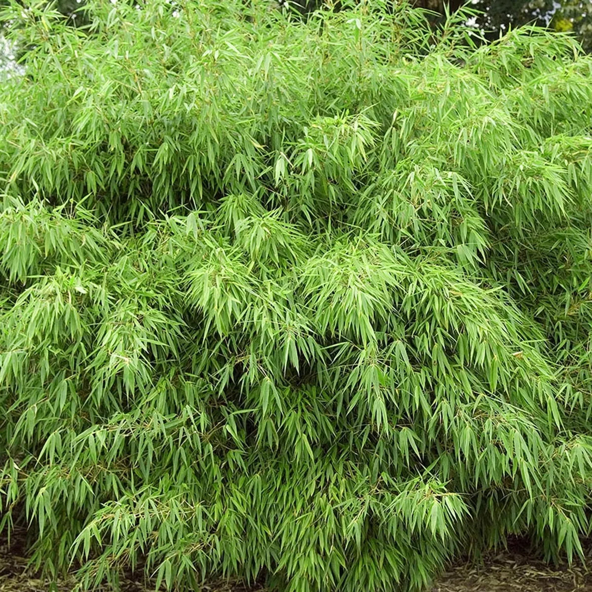 Fargesia Rufa Hardy Non-Invasive Red Panda Bamboo Garden Plant for Screening