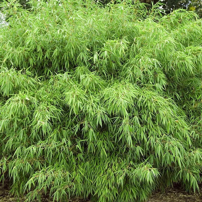Fargesia Rufa Hardy Non-Invasive Red Panda Bamboo Garden Plant for Screening