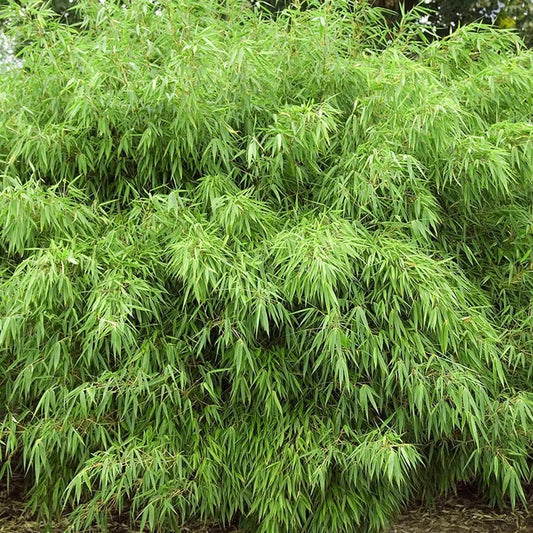 Fargesia Rufa Hardy Non-Invasive Red Panda Bamboo Garden Plant for Screening