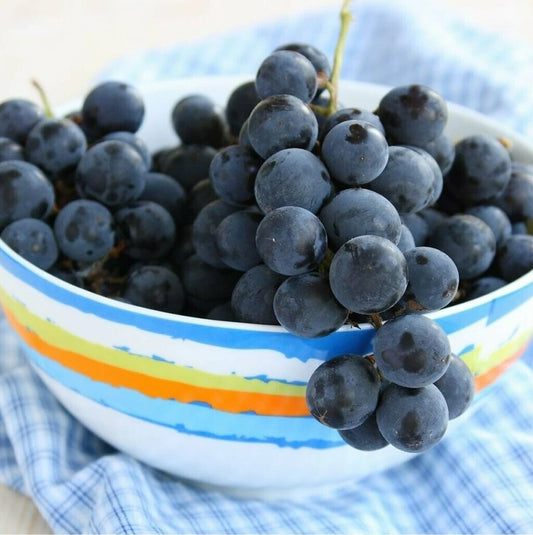Blueberry, Blackberry & Grape Fruit Plant Mix - 3 Fruit Plants in 9cm Pots
