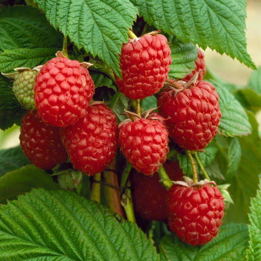 Raspberry Autumn Bliss Bare Root 10 x Canes - Grow Your Own Fresh Raspberries