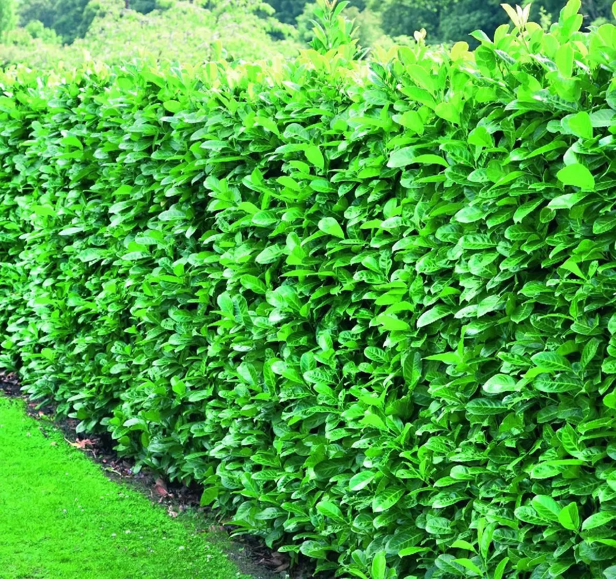 3 x Cherry Laurel Evergreen Hedging Plants Large 3-4ft Supplied in 3 Litre Pots