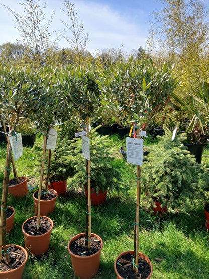 Olive Tree Large Approx 150cm Tall 25L UK Hardy Evergreen Patio Plant Healthy