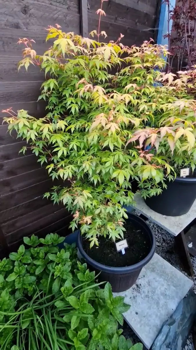 Acer Plant Japanese Maple Palmatum Katsura Garden Tree Shrub 40-50cm