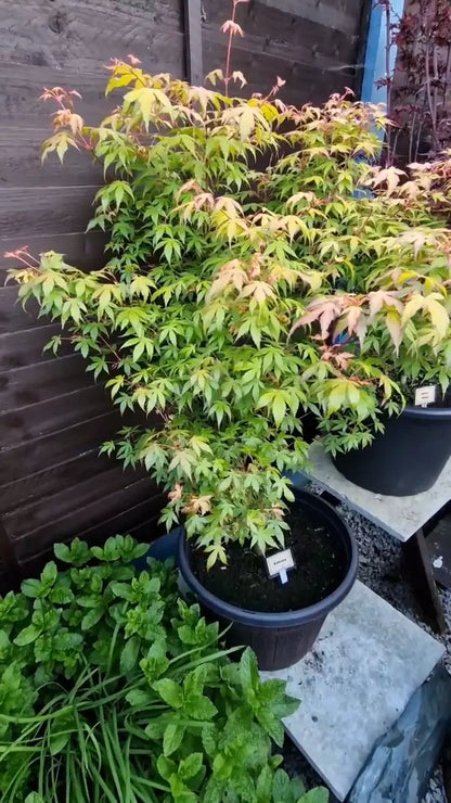 Acer Plant Japanese Maple Palmatum Katsura Garden Tree Shrub 40-50cm