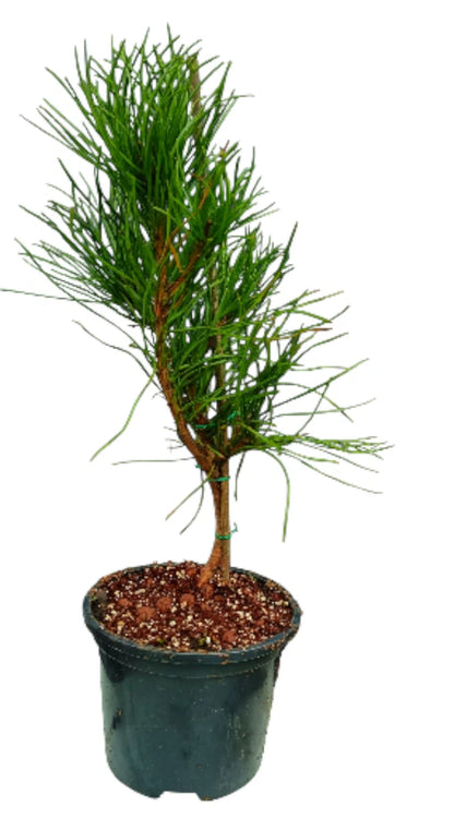 Japanese Black Pine,20–30cm Live Hardy Evergreen Tree,UK Grown,Garden&Decoration
