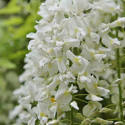 Wisteria Alba | White Flowering Deciduous Hardy Climbing Garden Shrub Plant