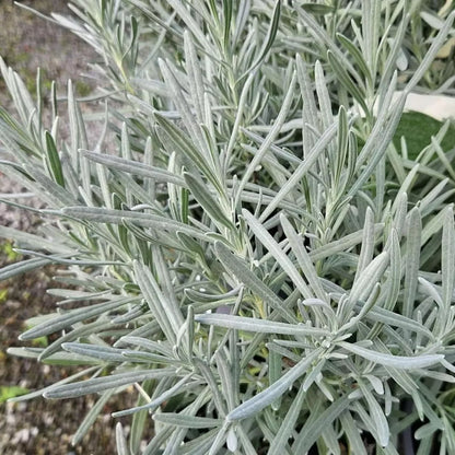 Lavender angustifolia Herb Plant in 14cm Pot - Lavandula English Lavender Bush