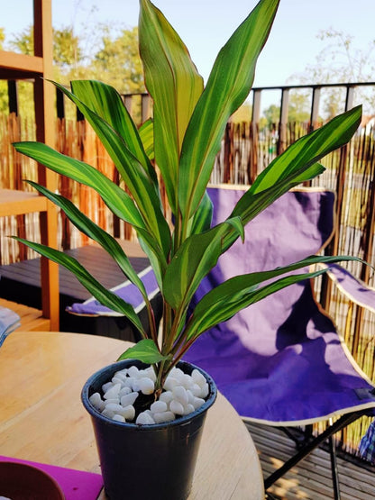 Cordyline Kiwi - Ti Indoor Plants | Colourful 30-40cm Potted Plant