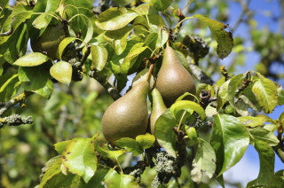 Conference Pear Tree 3-4ft 4L Pot Self-Fertile & Heavy Cropper