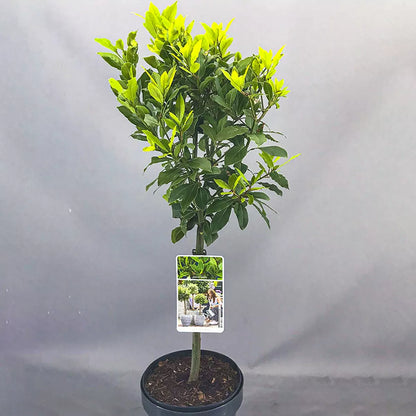 Standard Kitchen Bay Leaf Tree | Garden Patio Hardy Laurus Nobilis Herb | 2-3ft