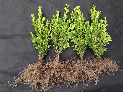 2 X bare root common boxwood/ Buxus plants, evergreen box hedging shrub