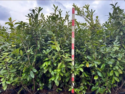 PALLET DEALS - 10 Cherry Laurel Hedging Plants  5-6FT 150-180cm B-Grade