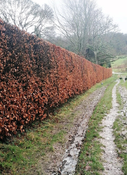 10 x 5ft Green Beech native bare root hedge plants semi-evergreen hedging