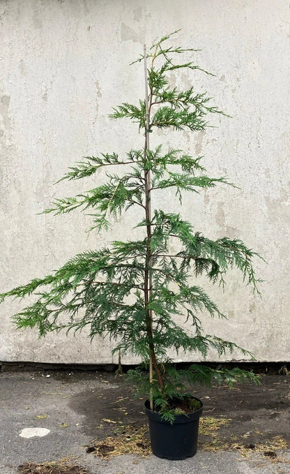 20x TREES GREEN LEYLANDII HEDGING CONIFER (4-5FT) FOOT PLANTS 3LT POTS EVERGREEN