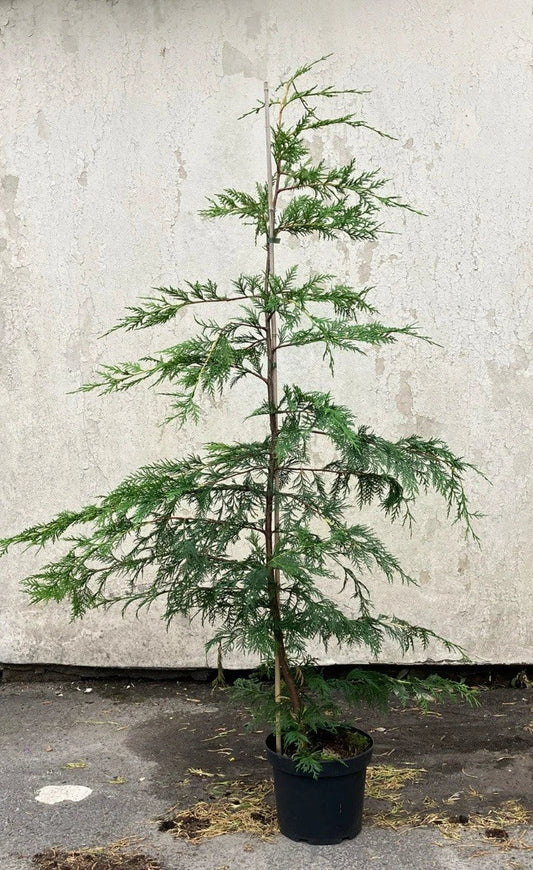 20x TREES GREEN LEYLANDII HEDGING CONIFER (4-5FT) FOOT PLANTS 3LT POTS EVERGREEN