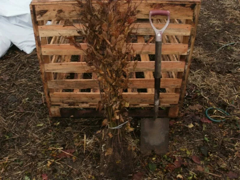 10x 1-2ft Hornbeam native semi-evergreen hedge plants bare root hedging good for damp soil