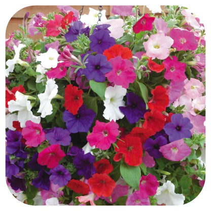 Petunia Super Cascade Mini Bedding / Basket Plug Plants x 24 For Potting On