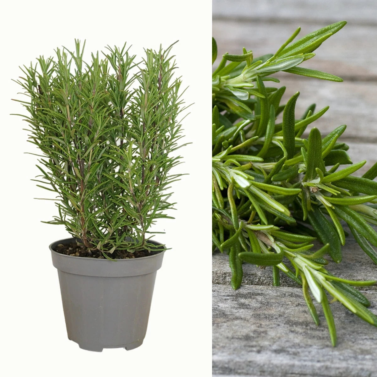 Rosemary Plant in 14cm Pot - Rosmarinus Evergreen Fragrant Perennial Herb Plants
