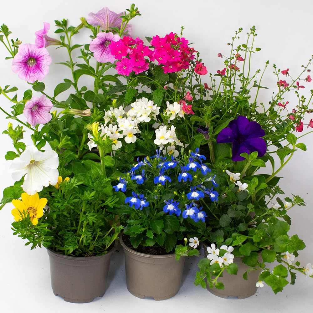 9 x Flowering Bedding Plants - Grow Your own Summer Flowering Bedding
