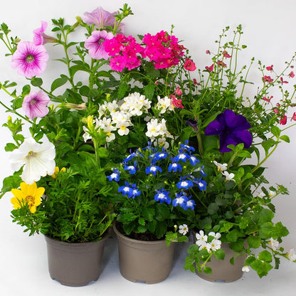 9 x Flowering Bedding Plants - Grow Your own Summer Flowering Bedding