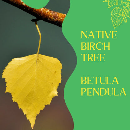 10x SILVER BIRCH TREES - Betula pendula  - PLANT ANYTIME - ORGANIC INPUTS 15-60cm Tall
