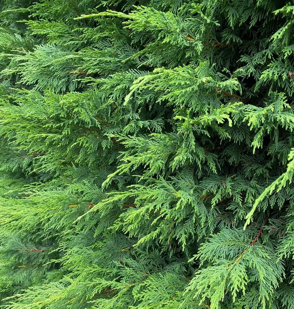 Green Leylandii Hedging Trees 6ft Extra Large Pallet of 10 in 7.5 Litre Pots