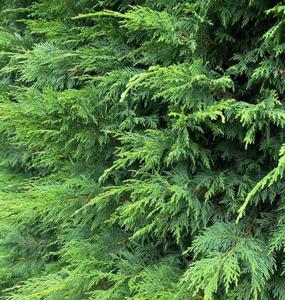 Green Leylandii Hedging Trees 6ft Extra Large Pallet of 10 in 7.5 Litre Pots