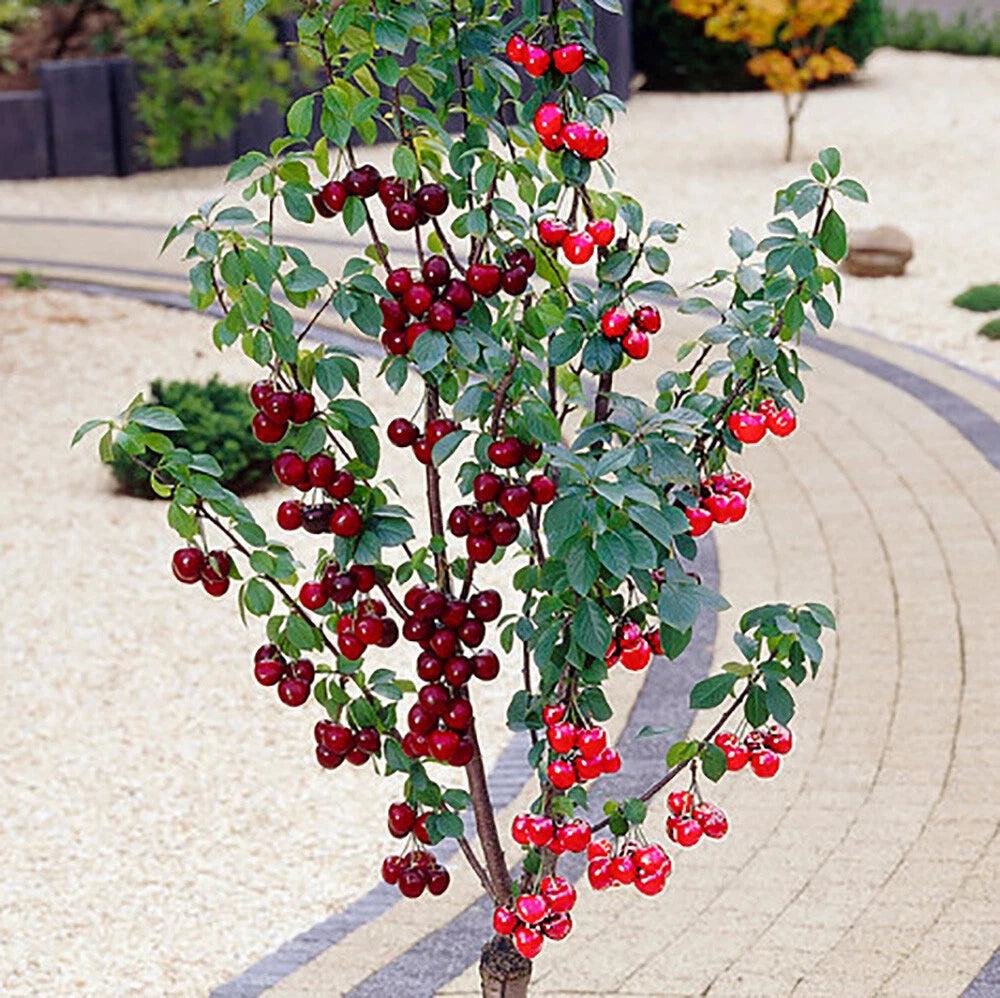 Duo Fruit Cherry Tree Two Varieties on Established Tree (5L pot)