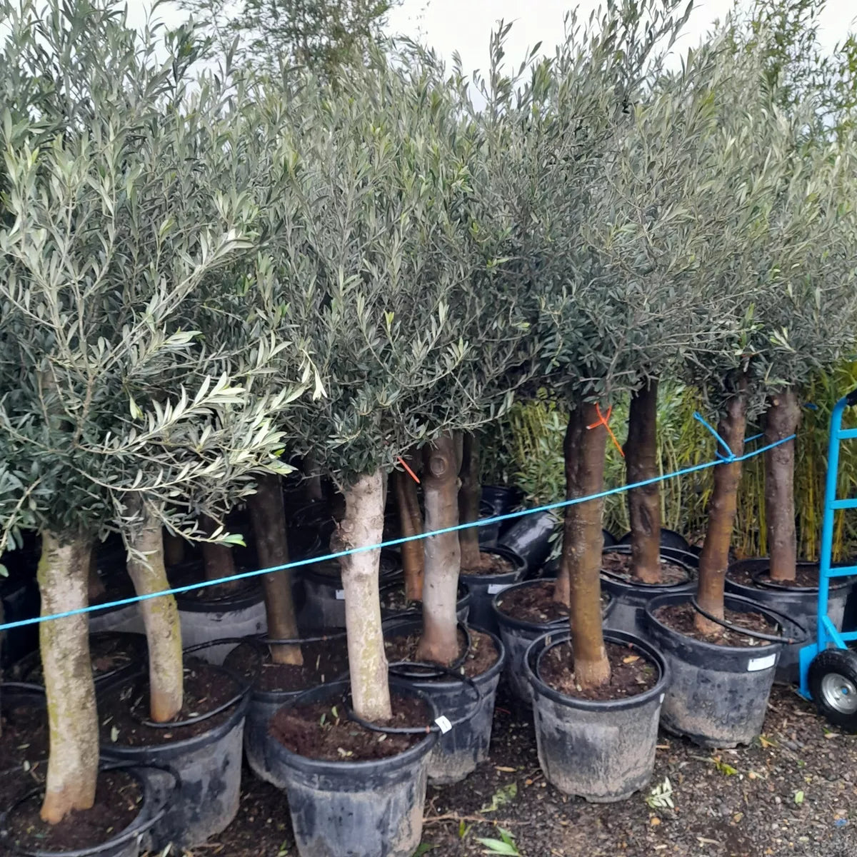 Olive Tree Standard Lollipop Approx 6ft+ Tall 35L UK Hardy EXTRA LARGE trunk