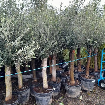 Olive Tree Standard Lollipop Approx 6ft+ Tall 35L UK Hardy EXTRA LARGE trunk