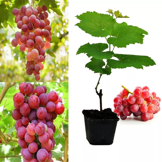 Red Grape Vine Plant 'Queen of Esther' Fruit Plant High Yielding Vitis Grape