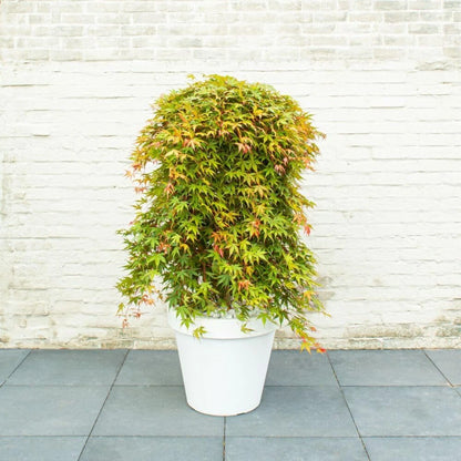 Japanese Maple 'Cascade Emerald' - Weeping Tree with Fiery Autumn Colours