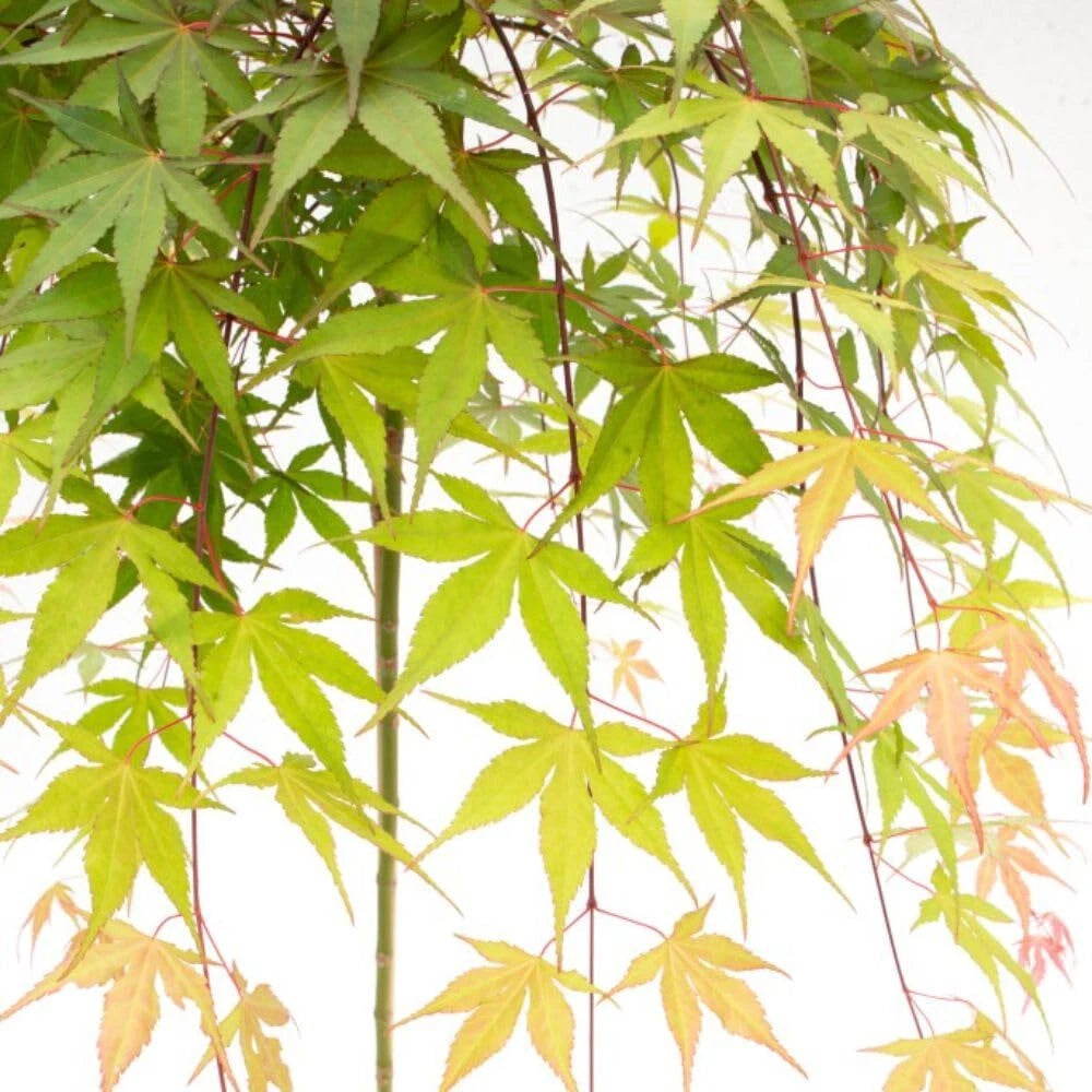 Japanese Maple 'Cascade Emerald' - Weeping Tree with Fiery Autumn Colours