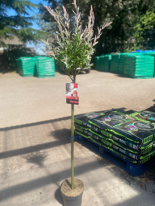 Salix Flamingo Tree | Salix intergra 'Hakuro - Nishiki' | 5L Pot