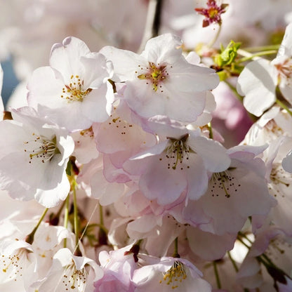 Japanese Amanogawa Pink Flowering Cherry 4ft, 3L Pot, Upright Prunus Serrulata